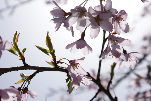 桜　透明感.jpg