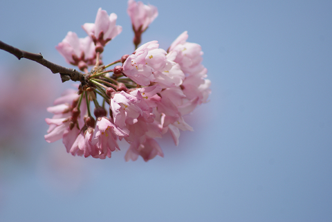 桜のかんざし.jpg